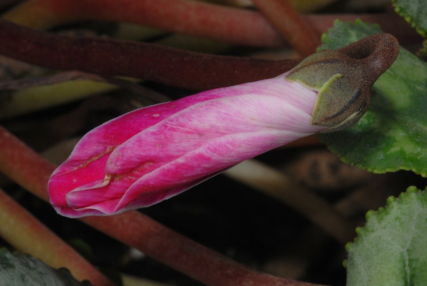 Primi scatti con il NIKON  Kit flash SB-R1C1 SBR1C1